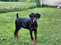 HANK, a male Doberman Pinscher for sale in Skowhegan, ME – 1 of 6