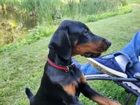 HANK, a male Doberman Pinscher for sale in Skowhegan, ME – 2 of 6