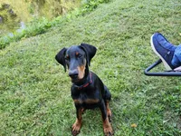 HANK, a male Doberman Pinscher for sale in Skowhegan, ME – 3 of 6