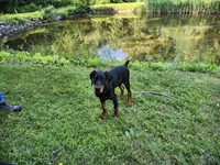 HANK, a male Doberman Pinscher for sale in Skowhegan, ME – 6 of 6
