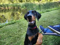 HANK, a male Doberman Pinscher for sale in Skowhegan, ME – 4 of 6
