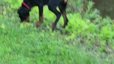 HANK, a male Doberman Pinscher for sale in Skowhegan, ME – 5 of 6