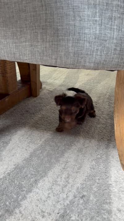  Nila, a female Yorkshire Terrier for sale in Clifton, NJ – 5 of 6