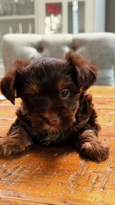 Mila, a female Yorkshire Terrier for sale in Clifton, NJ – 5 of 5