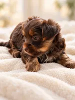  Nila, a female Yorkshire Terrier for sale in Clifton, NJ – 2 of 6