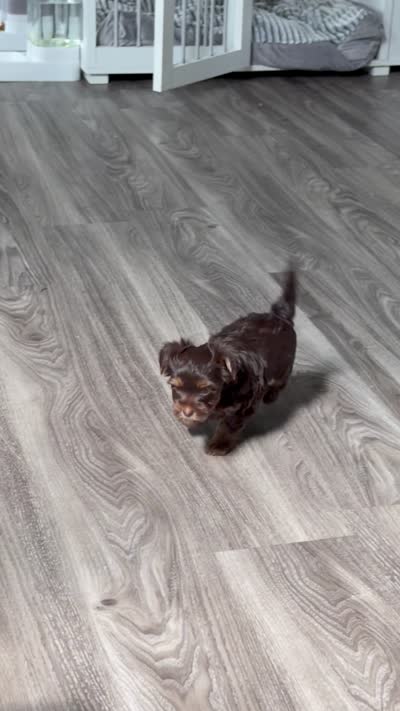  Nila, a female Yorkshire Terrier for sale in Clifton, NJ – 3 of 6