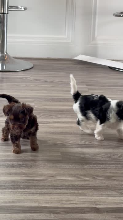  Nila, a female Yorkshire Terrier for sale in Clifton, NJ – 4 of 6