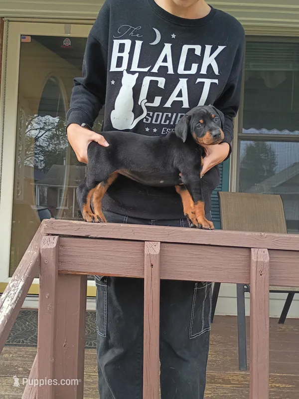 Havoc  – Doberman Pinscher puppy for sale in Waverly, OH