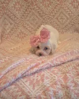 Blue Eyed Girl, a female Maltipoo for sale in Vernonia, OR – 2 of 2
