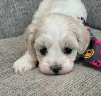 White & Cream Boy, a male Maltipoo for sale in Vernonia, OR – 3 of 3