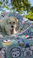Sardine, a male Maltipoo for sale in Hillsboro, OR – 5 of 8