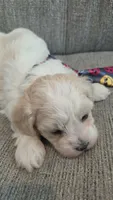 White & Cream Boy, a male Maltipoo for sale in Vernonia, OR – 2 of 3
