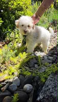 Sardine, a male Maltipoo for sale in Hillsboro, OR – 6 of 6