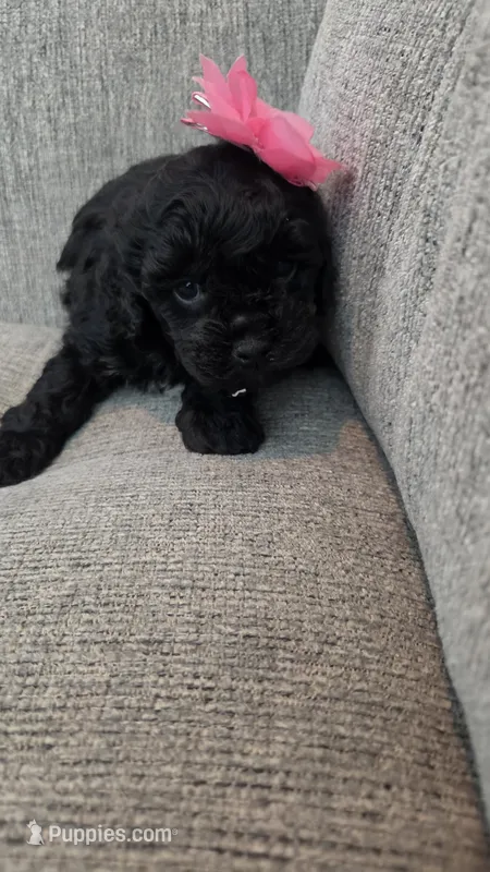 Black Female , a female Maltipoo for sale in Vernonia, OR – 1 of 4