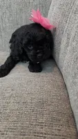 Black Female , a female Maltipoo for sale in Vernonia, OR – 1 of 4