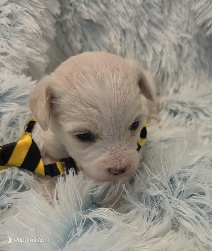 Sardine – Maltipoo puppy for sale in Hillsboro, OR