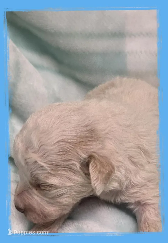 Sardine – Maltipoo puppy for sale in Hillsboro, OR