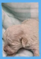 Sardine, a male Maltipoo for sale in Hillsboro, OR – Photo 1 of 2