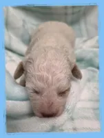 Sardine, a male Maltipoo for sale in Hillsboro, OR – Photo 2 of 2