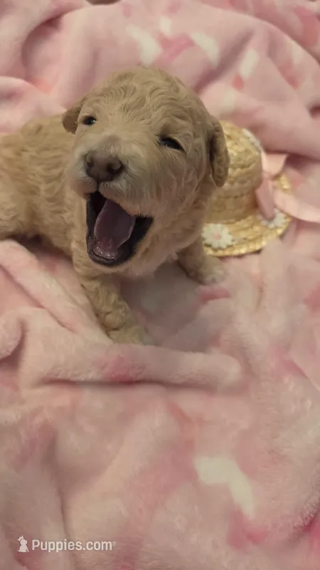 Lemonaid – Maltipoo puppy for sale in Hillsboro, OR