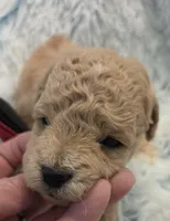 Captain, a male Maltipoo for sale in Hillsboro, OR – Photo 1 of 2