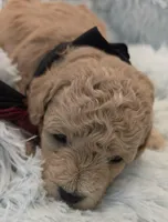 Captain, a male Maltipoo for sale in Hillsboro, OR – Photo 2 of 2