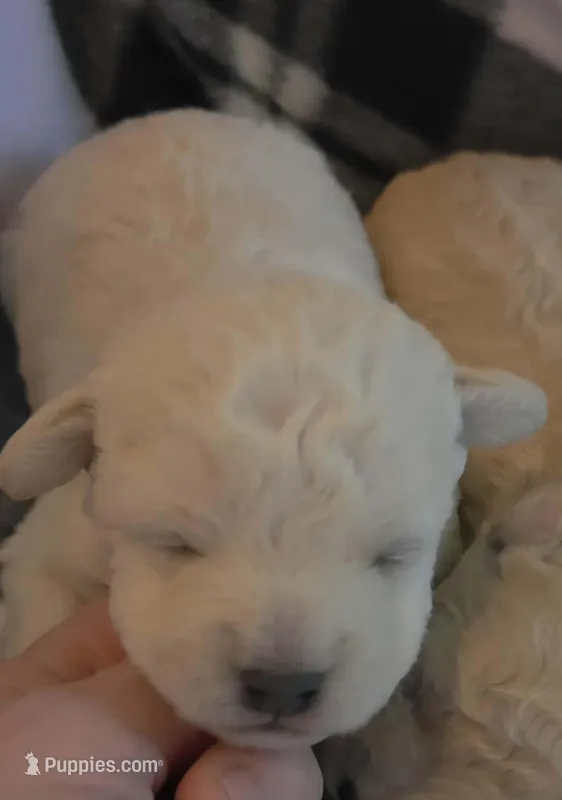 Pearl – Maltipoo puppy for sale in Hillsboro, OR