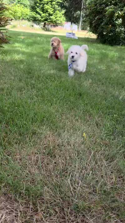 Skipper, a male Maltipoo for sale in Hillsboro, OR – 7 of 7
