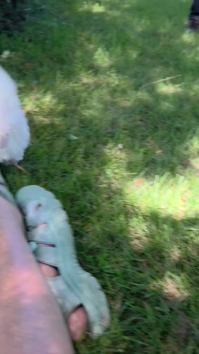 Trout, a male Maltipoo for sale in Hillsboro, OR – 7 of 9