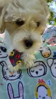 Sardine, a male Maltipoo for sale in Hillsboro, OR – 3 of 8