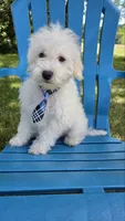 Skipper, a male Maltipoo for sale in Hillsboro, OR – 5 of 7