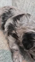 Merle Girl, a female Maltipoo for sale in Vernonia, OR – 6 of 6
