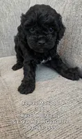 Black Female , a female Maltipoo for sale in Vernonia, OR – 4 of 4