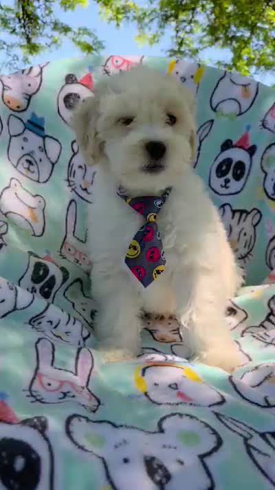 Sardine, a male Maltipoo for sale in Hillsboro, OR – 8 of 8