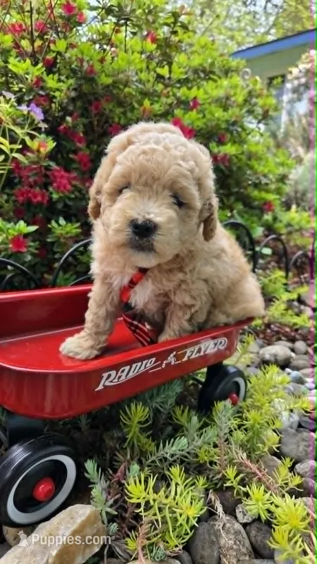 Barnacle – Maltipoo puppy for sale in Hillsboro, OR