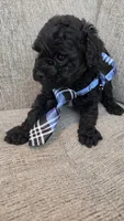 Black Male, a male Maltipoo for sale in Vernonia, OR – 3 of 4