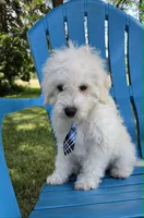 Skipper, a male Maltipoo for sale in Hillsboro, OR – 2 of 7