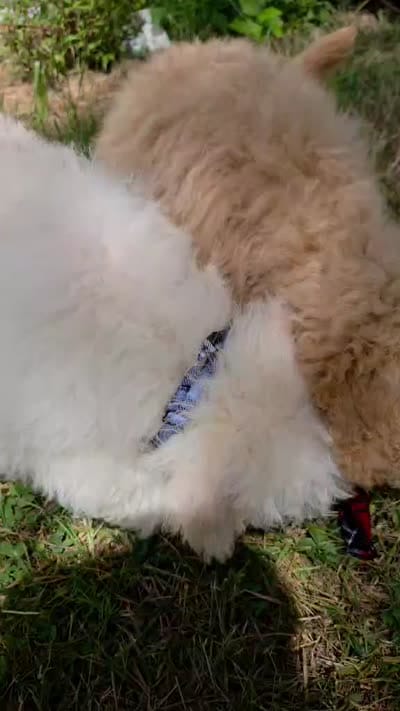 Skipper, a male Maltipoo for sale in Hillsboro, OR – 6 of 7