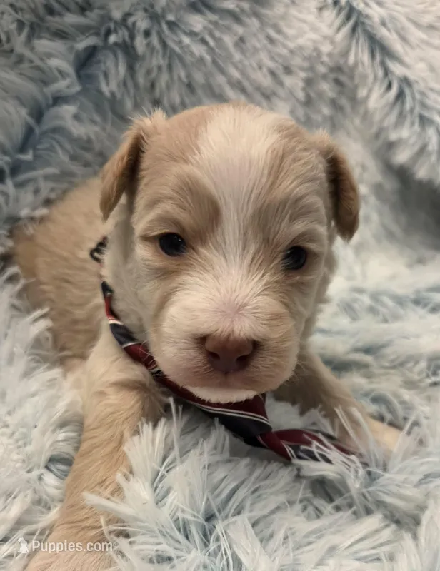 Salmon – Maltipoo puppy for sale in Hillsboro, OR