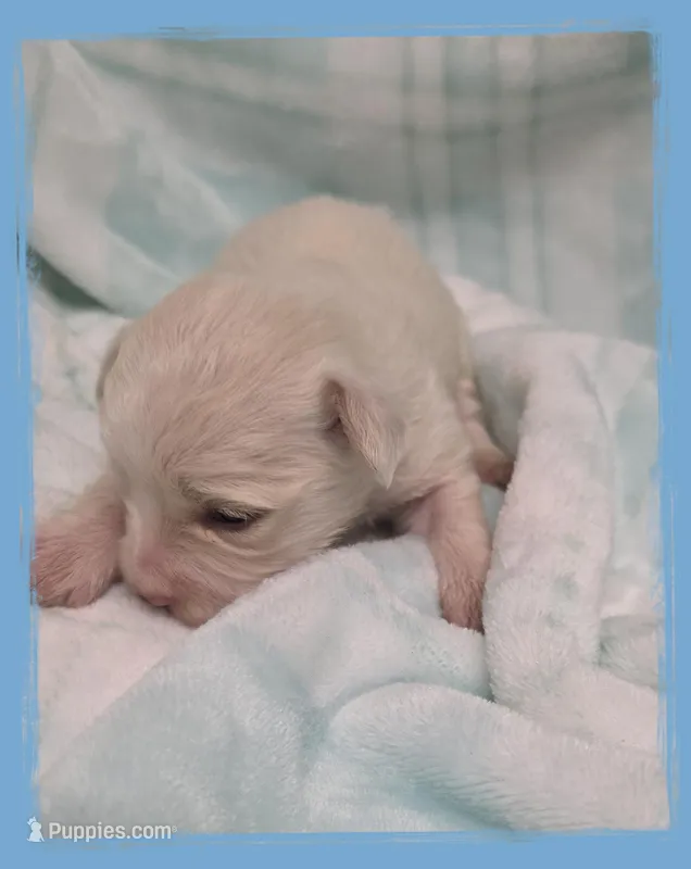 Salmon – Maltipoo puppy for sale in Hillsboro, OR