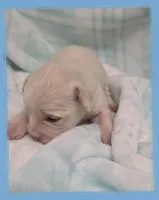 Salmon, a male Maltipoo for sale in Hillsboro, OR – Photo 1 of 2