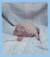 Salmon, a male Maltipoo for sale in Hillsboro, OR – Photo 2 of 2