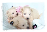 Teeny Teacup Pomapoos, a female Pomeranian for sale in Hillsboro, OR – Photo 2 of 2