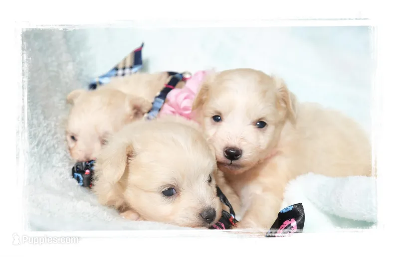 Teeny Teacup Pomapoos