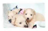 Teeny Teacup Pomapoos, a female Pomeranian for sale in Hillsboro, OR – Photo 1 of 2