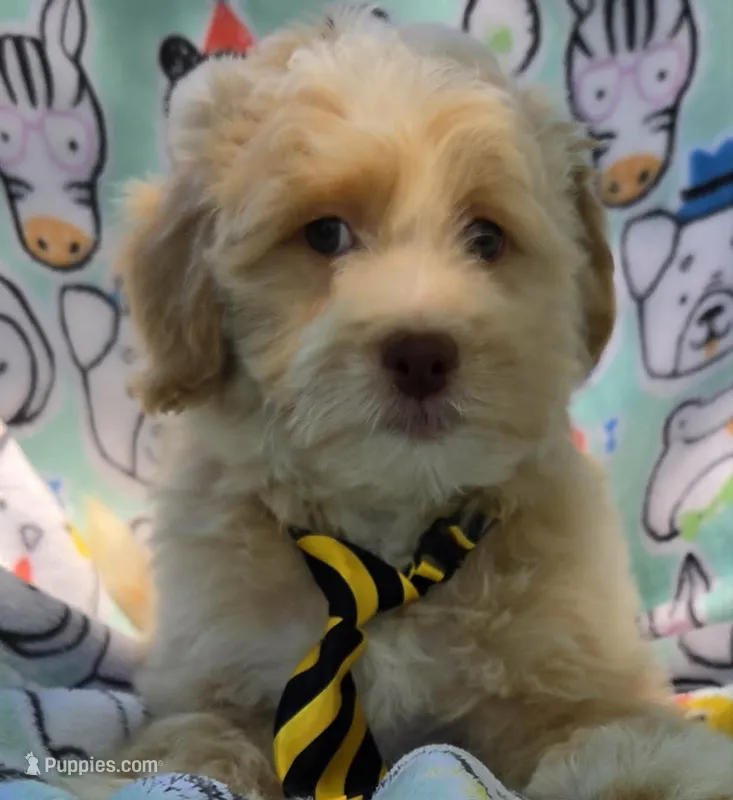 Salmon – Maltipoo puppy for sale in Hillsboro, OR