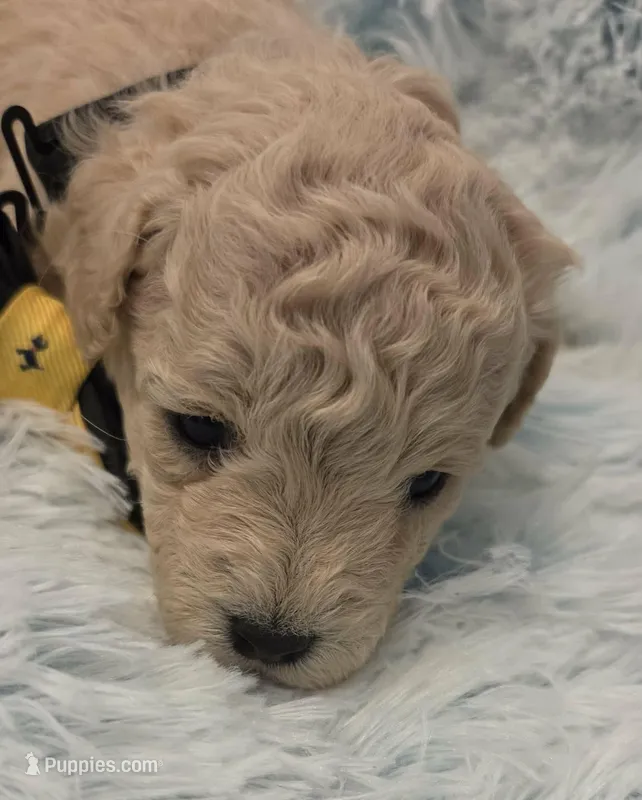 Barnacle – Maltipoo puppy for sale in Hillsboro, OR