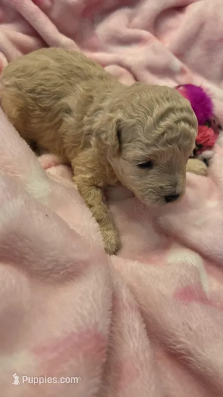 Lilac – Maltipoo puppy for sale in Hillsboro, OR