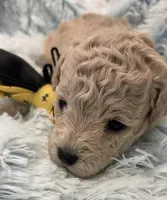 Barnacle, a male Maltipoo for sale in Hillsboro, OR – Photo 2 of 2