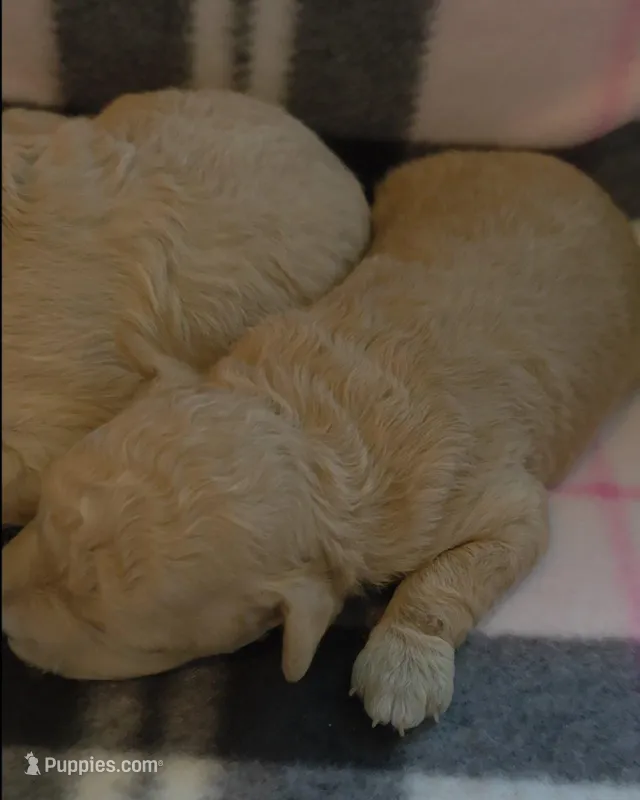 Rose – Maltipoo puppy for sale in Hillsboro, OR